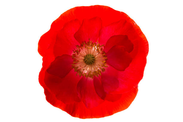 istock beautiful poppy flower isolated 1312501312