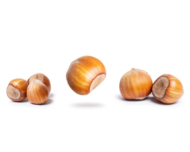 istock Group of hazelnuts close-up on a white background 1312501409