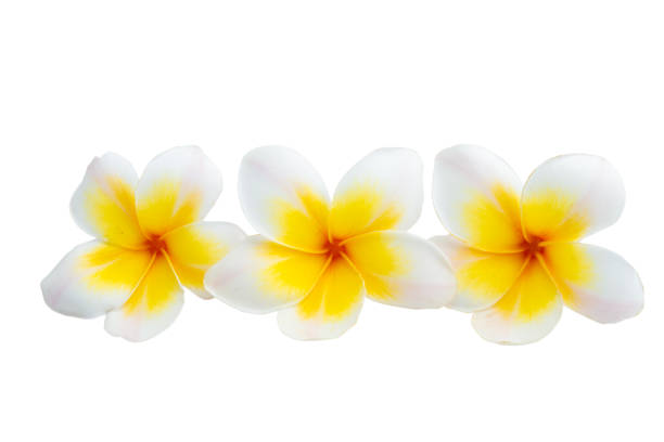 istock frangipani flower isolated 1312502367