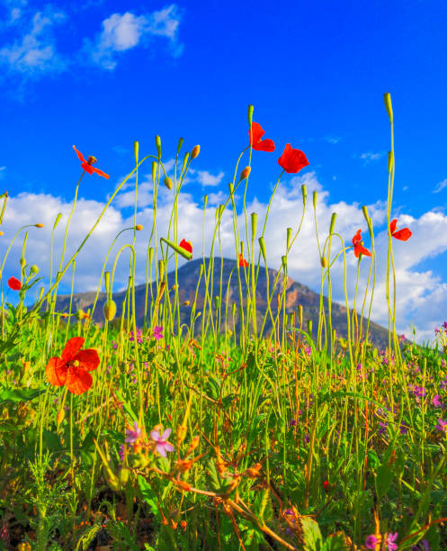istock Wild Flower on the Montgo 1312503509