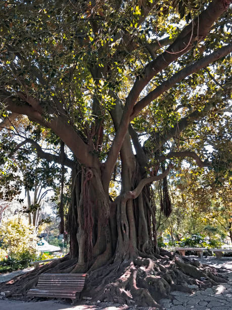 istock This old tree is standing in the central area of ​​a park behind a bench. 1312503973