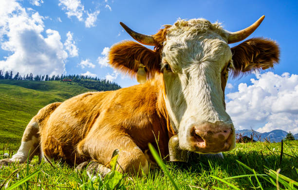 istock cow at the european alps 1312505375