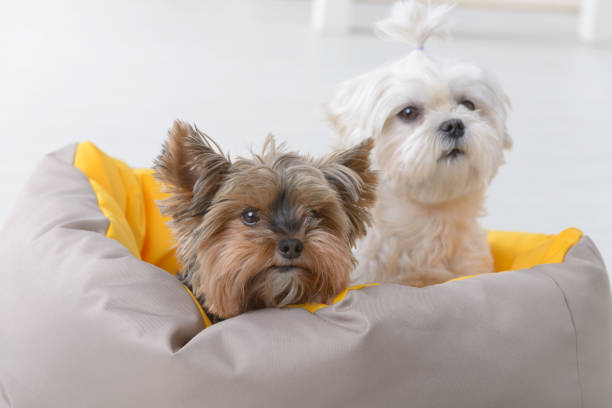 Dogs on the dog bed Cute young Maltese and a Yorkie sitting in bed at home maltese dog stock pictures, royalty-free photos & images