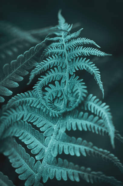 istock Natural leaves of fern pattern background for design 1312505964