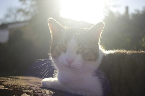 Kitten sitting on a log looking away from the sun into the camera