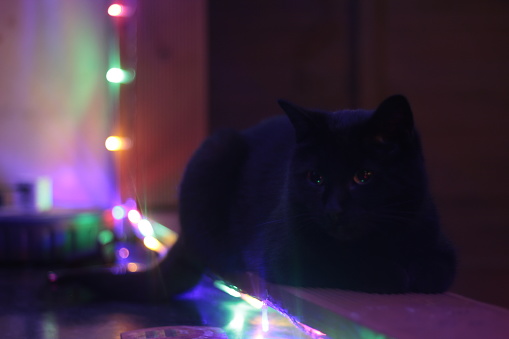 Black cat sitting on a bar table at night illuminated by colorful LED lights