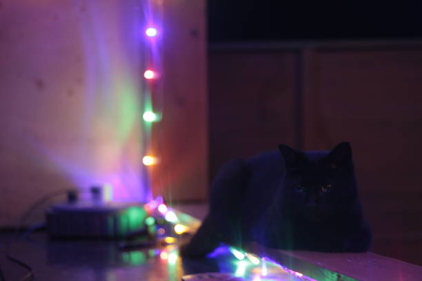 istock Black cat sitting on a table at night 1312508696