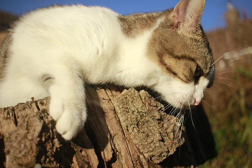 Kitten laying and resting on top of a log during sunset