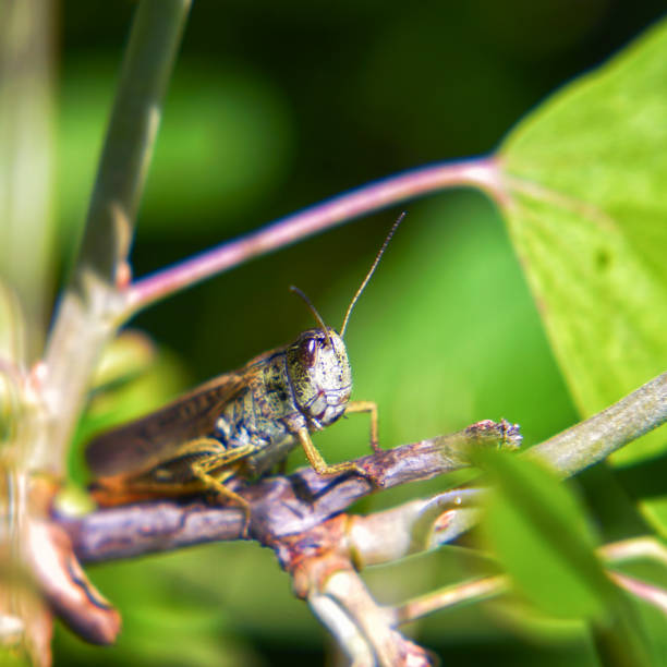 istock Agricultural pest Grasshopper or locust sitting on grass 1312509976