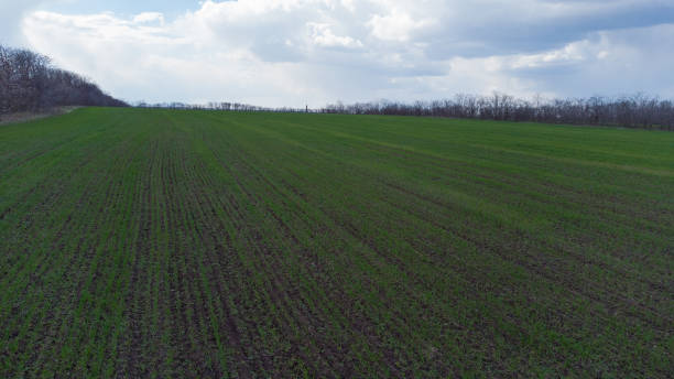 Spring field work. Early shoots. A tractor with attachments sprays fertilizer onto the field. Spring field work. Early shoots. A tractor with attachments sprays fertilizer onto the field burrow somerset stock pictures, royalty-free photos & images