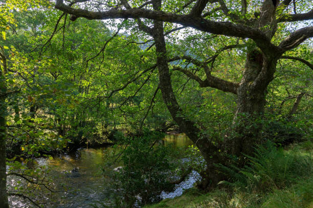 istock The river Nevis in Glen Nevis 1312511489