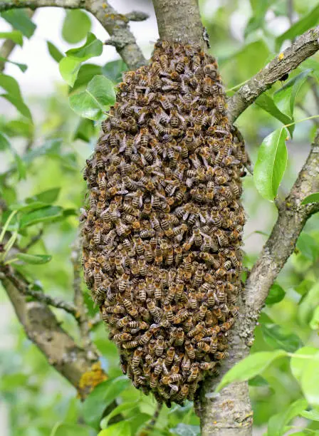 A swarm of European honey bees hanging on apple tree trunk in grape shape.