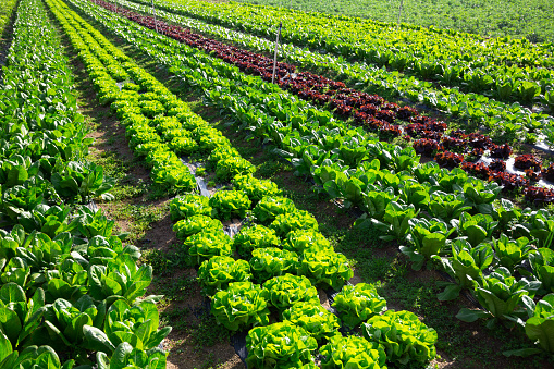 Growing green lettuce in rows in a field on a sunny day