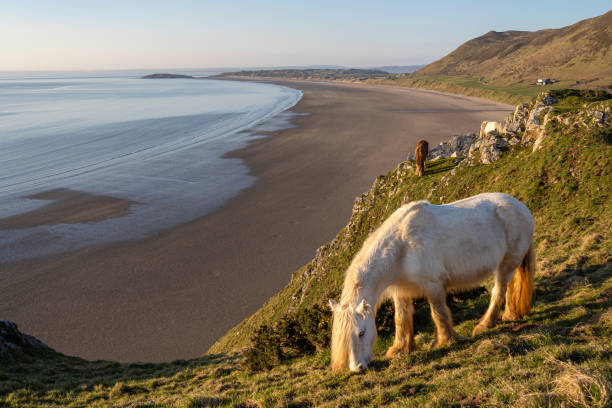 Horse overlooking Rhossili Bay beach, Gower, South Wales, UK White horse overlooking Rhossili Bay beach, Gower Peninsula, South Wales, UK. No people, warm sunset gower peninsular stock pictures, royalty-free photos & images