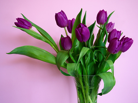 Close-up still life,bright lush bouquet of purple tulips in crystal glass water vase,curved green leaves foliage,on pink background,natural lightning.Modern interior poster,copy space,selective focus