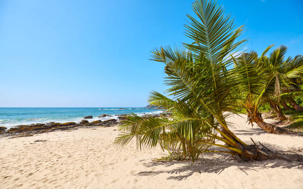istock Palm trees on a tropical beach, summer vacation concept, Sri Lanka. 1312518554
