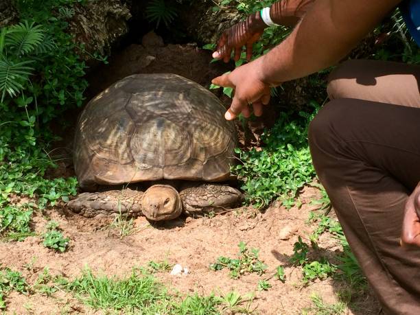 istock Huge Turtle in Nigeria 1312518762