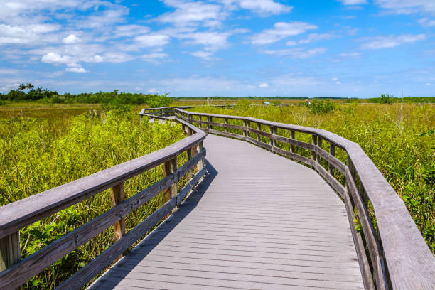istock Dock Pathway at Everglades National Park 1312519071