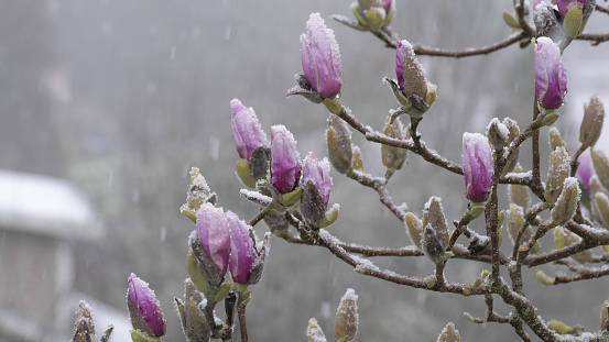a sudden snowstorm in the foothills of the cascade mountains as the spring magnolia blooms are budding.