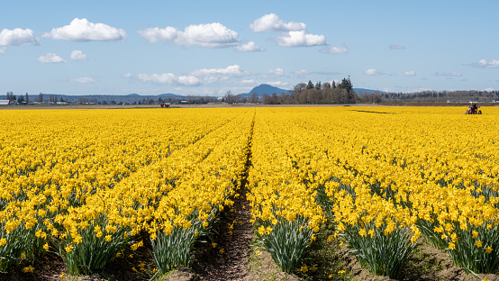 Skagit Valley Washington Daffodil Farm