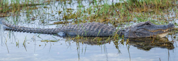 istock Alligator at Everglades National Park 1312519925