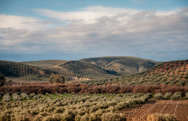 paysage sans fin d’oliveraies d’andalousie - spanish olive photos et images de collection
