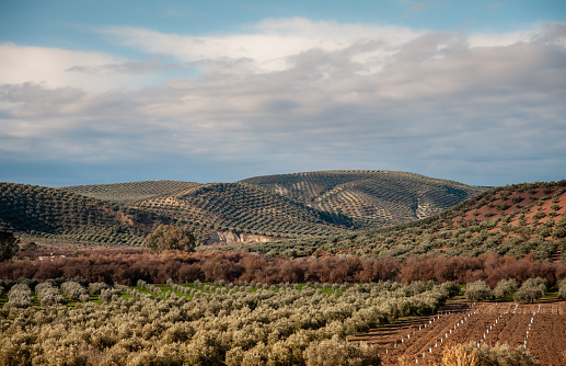 andalusia endless olive groves in rolling hills landscape Southern Spain food industry