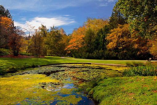 Lush, fall foliage colors at Washington Park Arboretum in Seattle, WA