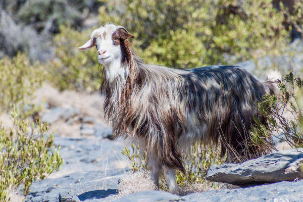 istock Arabian tahr Arabitragus jayakari in Hajar Mountains, Om 1312523101
