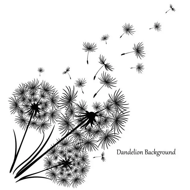 Vector illustration of Vintage dandelion, great design for any purposes. Dandelion vector. Spring blossom background. Beautiful icon with black dandelion on white background. Flower background. Flying dandelion.