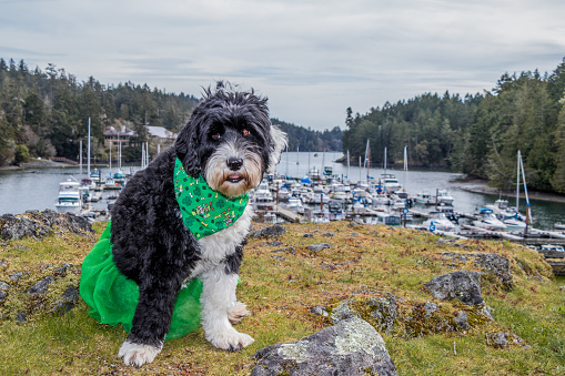 Portuguese Water Dog wearing a costume for St Patrick's Day at Pedder Bay RV Resort and Marina on Vancouver Island