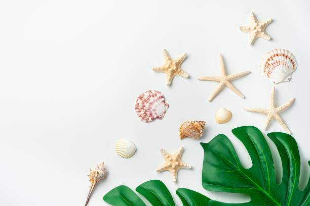 istock Tropical leaves and different types of shells and starfish on a white background 1312525984