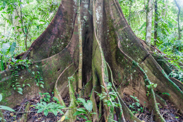 istock Giant tree in National park Madidi, Bolivia 1312527257
