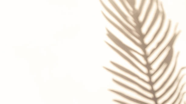 istock Wall shadow summer background. Plant leaf shadows on white wall in abstract tropical sunlight texture. Minimal exotic concept. Creative copy space for overlay on product presentation, mockup. 1312527987