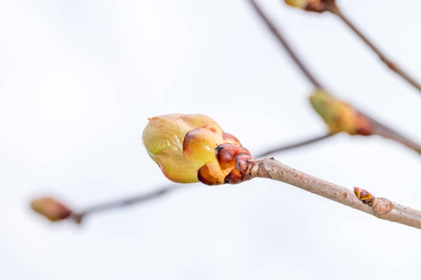 Fruit bud of Aesculus x carnea briotii at spring time.