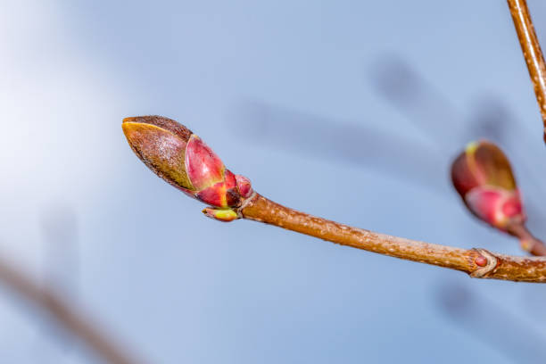 nahaufnahme auf acer platanoides deborah. detailzweig mit knospe. - norway maple stock-fotos und bilder