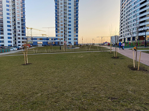 A green lawn with grass and new small young seedlings of trees among the tall houses of new buildings in the courtyard in a big city in the megalopolis.