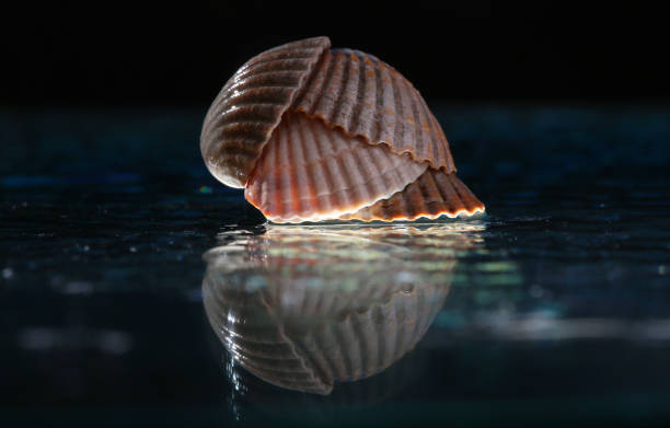 istock Sea scallops stacked on a glass surface 1312528470