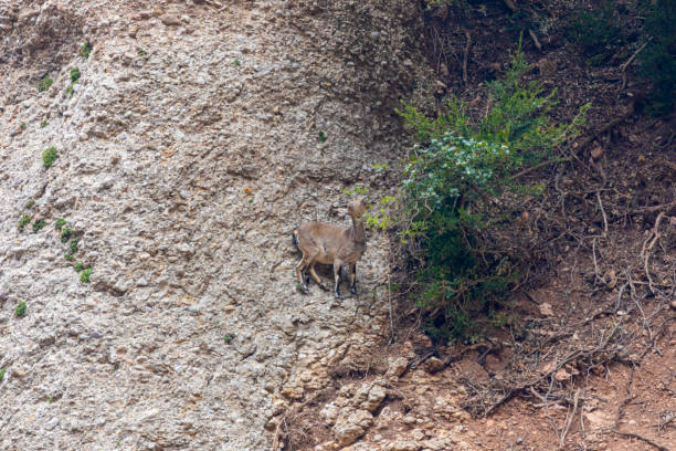 istock Capra pyrenaica hispanica - Montserrat, Canal de St Jeroni 1312529378