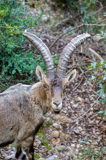 istock Capra pyrenaica hispanica - Montserrat, Canal de St Jeroni 1312529398