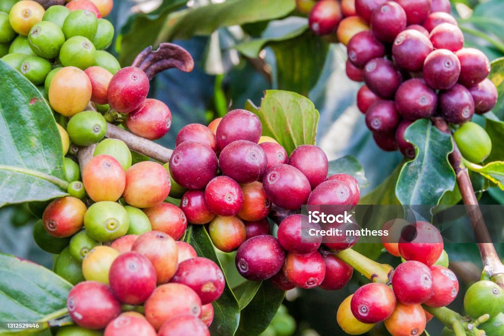 Detail of coffee berries at a plantantion near Manizales, Colombia Agriculture Stock Photo