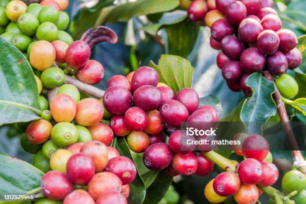 Detail Of Coffee Berries At A Plantantion Near Manizales Colombia Stock Photo - Download Image Now