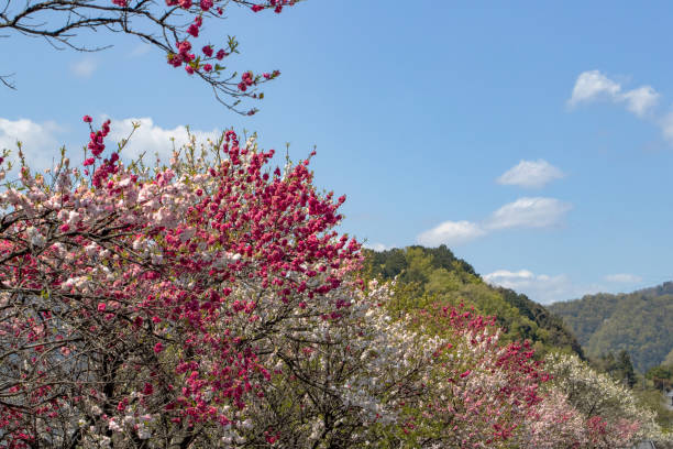 istock flowering peach trees in full blooms 1312530603