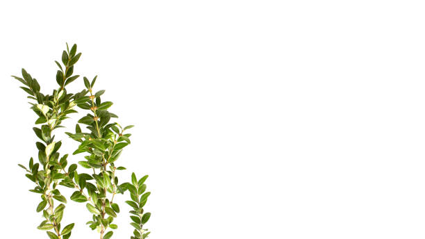istock wide banner with ruscus plant branch on the white background. 1312531804