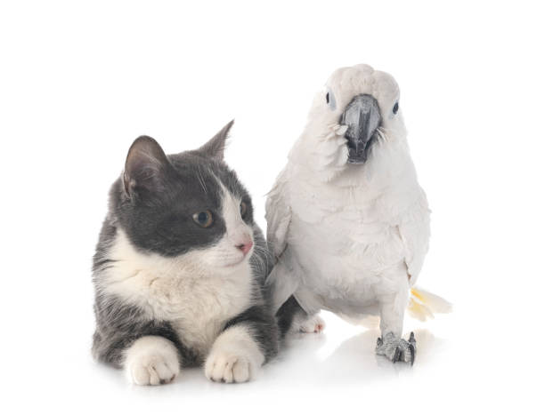 istock White cockatoo and cat 1312531824