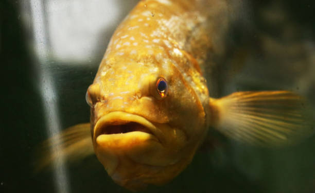 istock Sand Bass portrait 1312532146