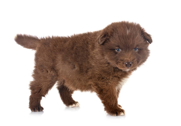 puppy Finnish Lapphund in front of white background