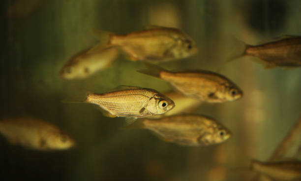 istock Fish swimming in school 1312532730