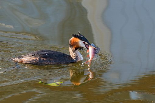 Great Crested Grebe (Podiceps cristatus) swimming in a town canal with a fresh caught European Perch (Perca fluviatilis) in it's beak