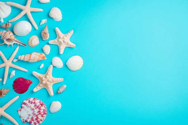 istock Beautiful seashells and starfish on a light blue background 1312532843